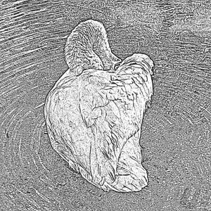 An Pra - coeur de cygne 21