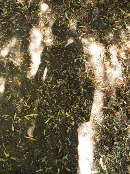 An Pra - Undergrowth's spirit