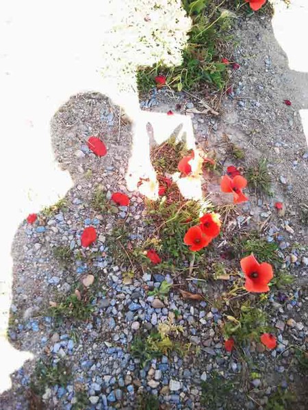 An Pra - Les coquelicots (&agrave; l'ombre du canon)